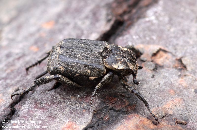 křivonožec polokřídlý, Valgus hemipterus, Scarabaeoidea (Brouci, Coleoptera)